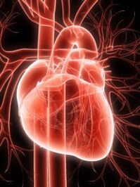 cardiovasculair systeem en hypertensie